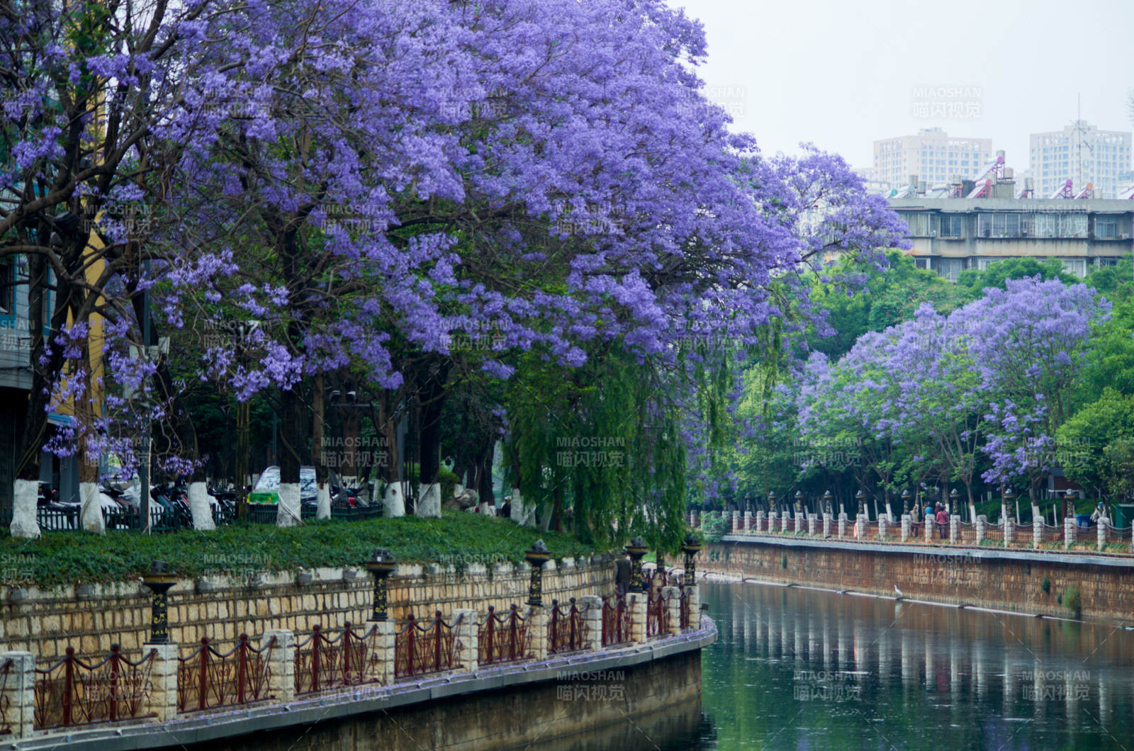 昆明盘龙江边盛开的蓝花楹图片