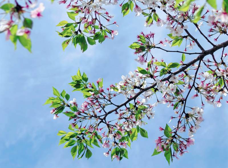 樱花绽放春意浓图片