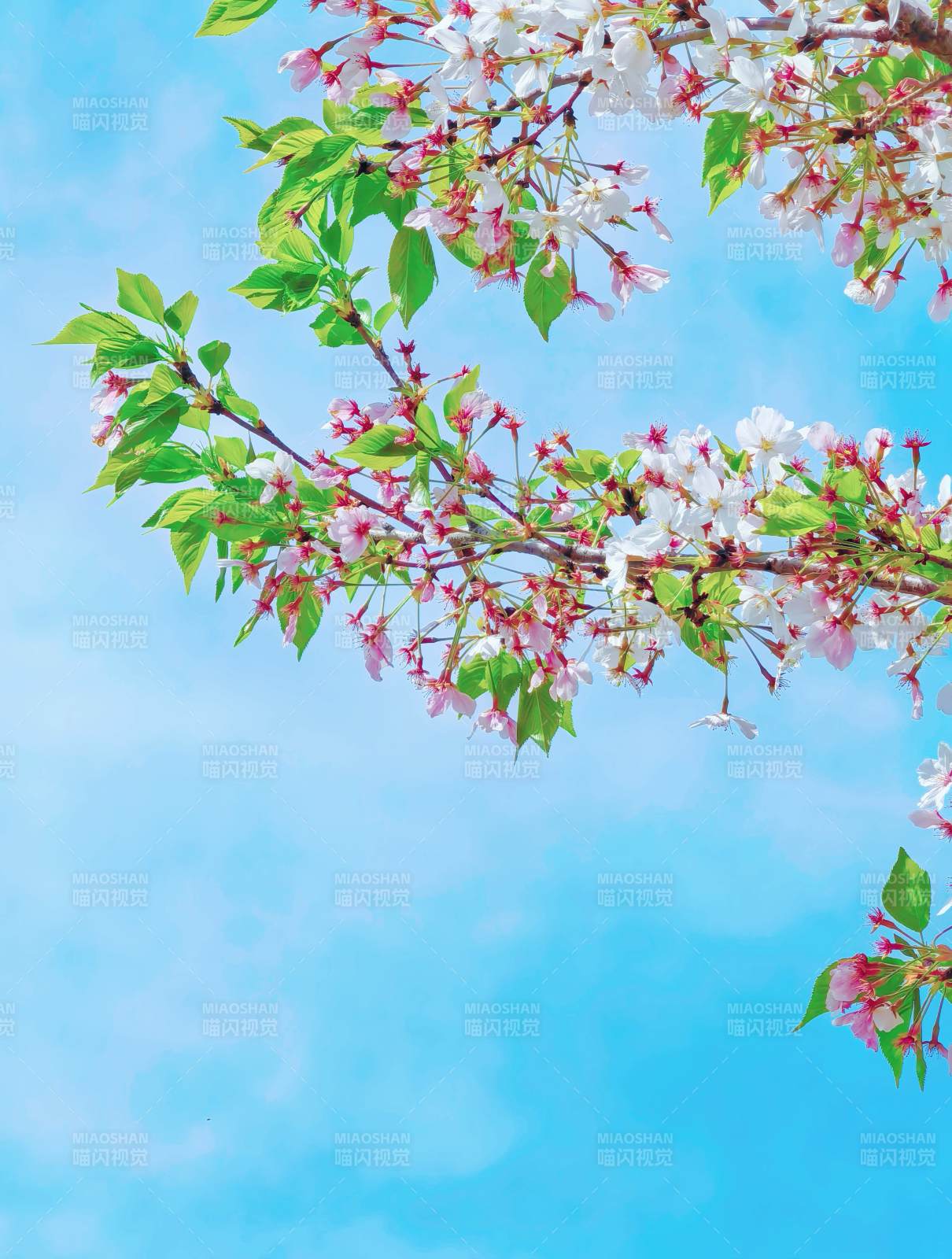 春日樱花枝与蓝天图片