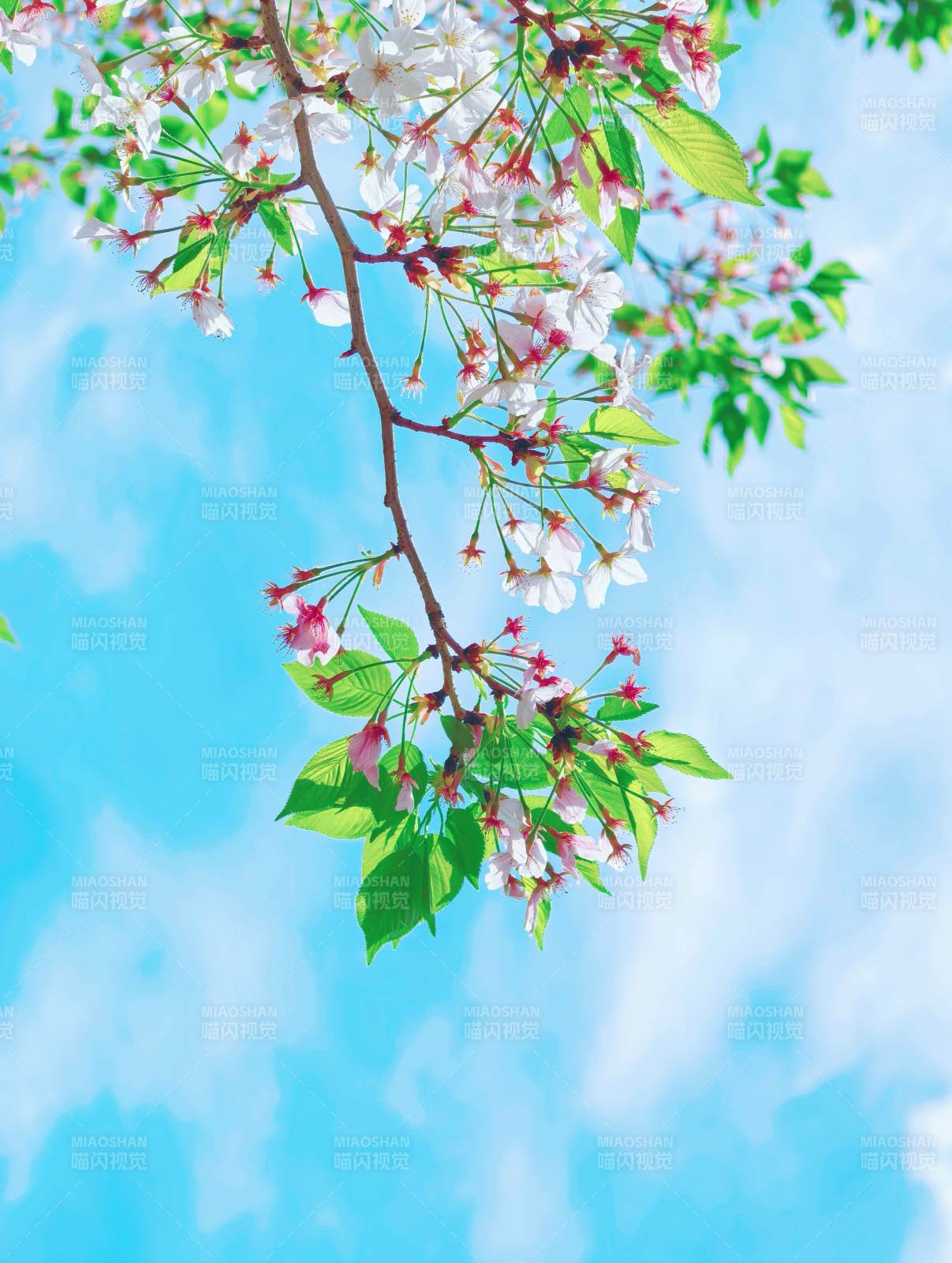 春日樱花枝与蓝天图片