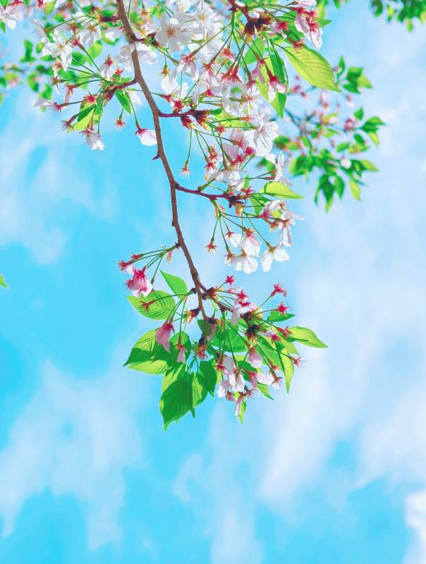 樱花绽放春日景图片