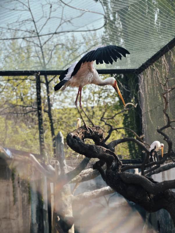 白鹳展翅栖枝头图片