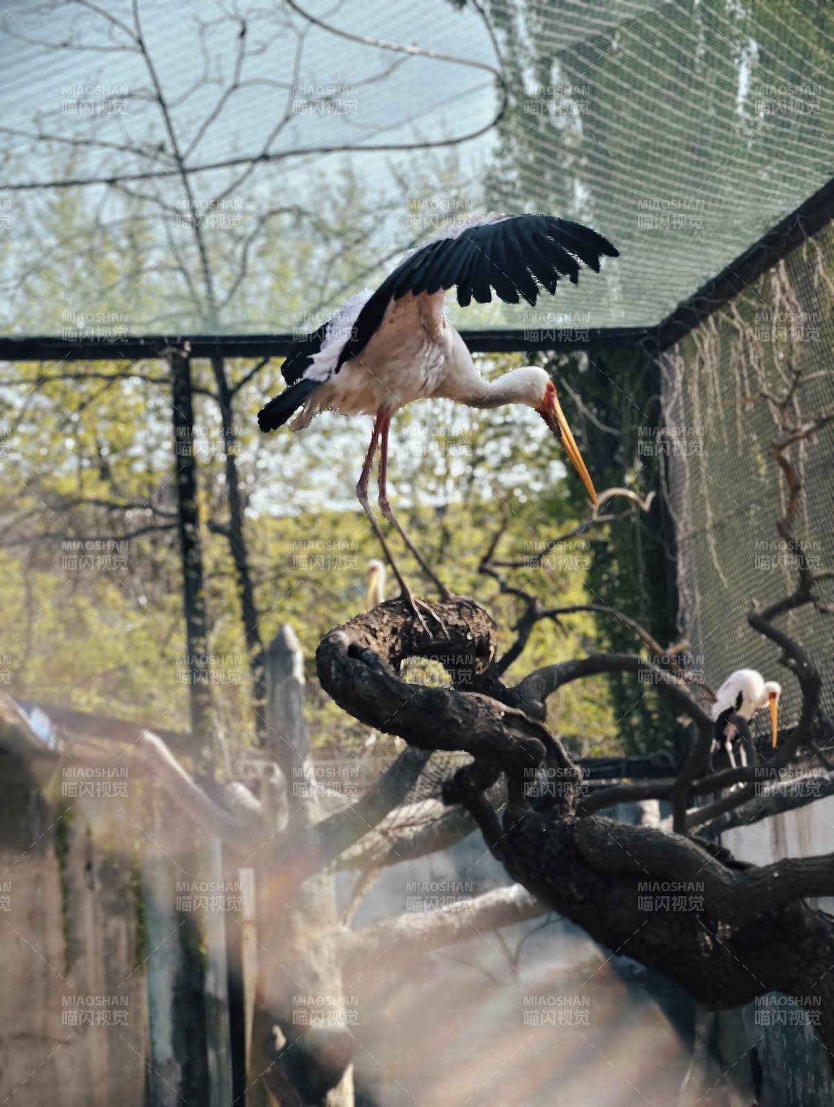 白鹳展翅栖枝头图片