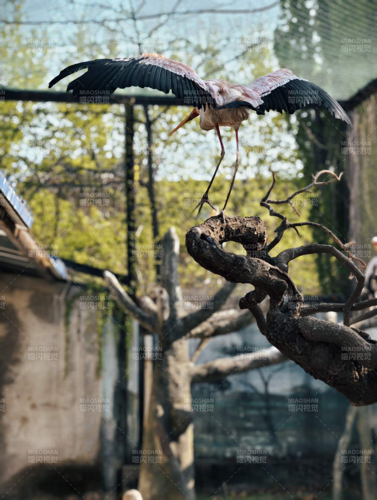 展翅的鹳鸟图片