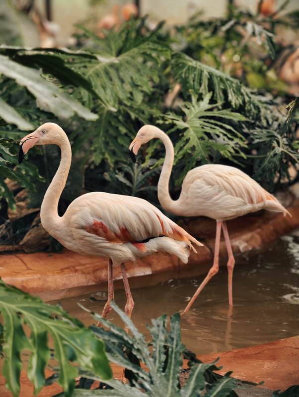 粉红火烈鸟悠然漫步图片