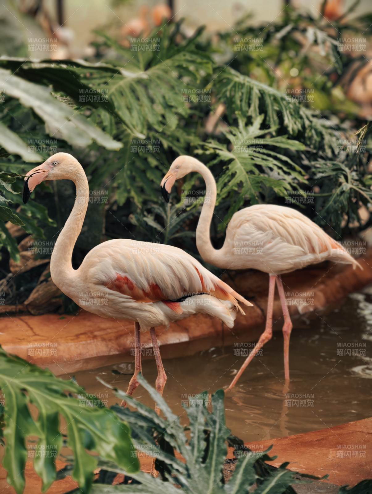 粉红火烈鸟悠然漫步图片