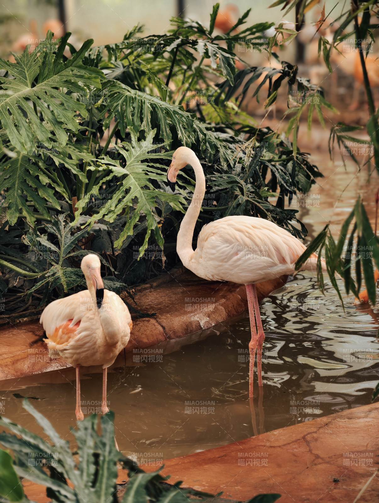 粉红火烈鸟栖息水边图片
