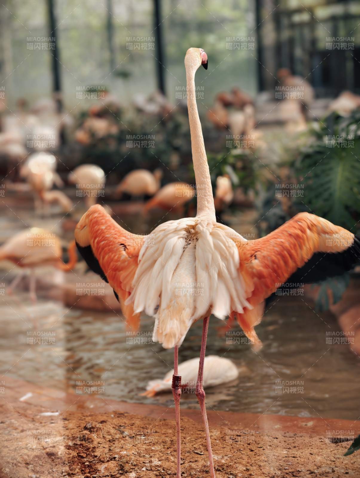 火烈鸟展翅站立图片