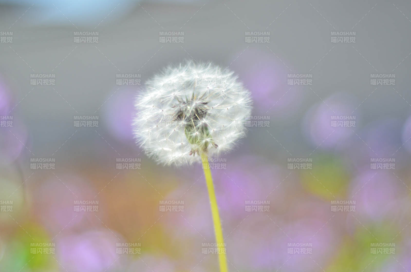 蒲公英的种子头图片