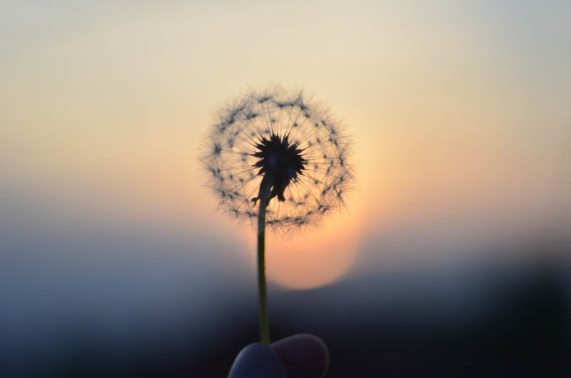 夕阳下的蒲公英图片