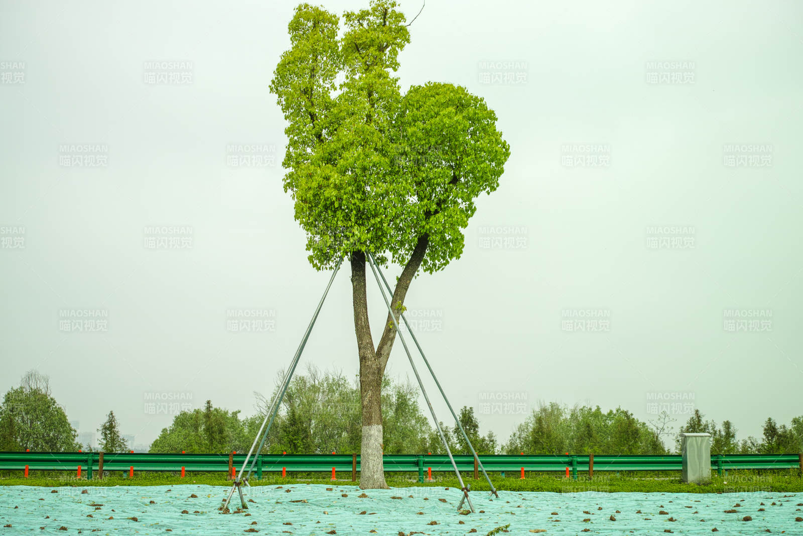 心形绿树立水边图片