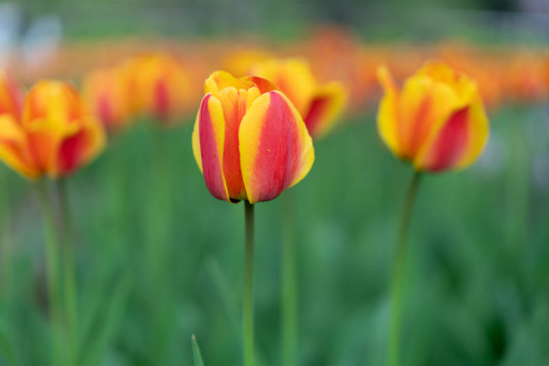 彩郁金香绽放图片