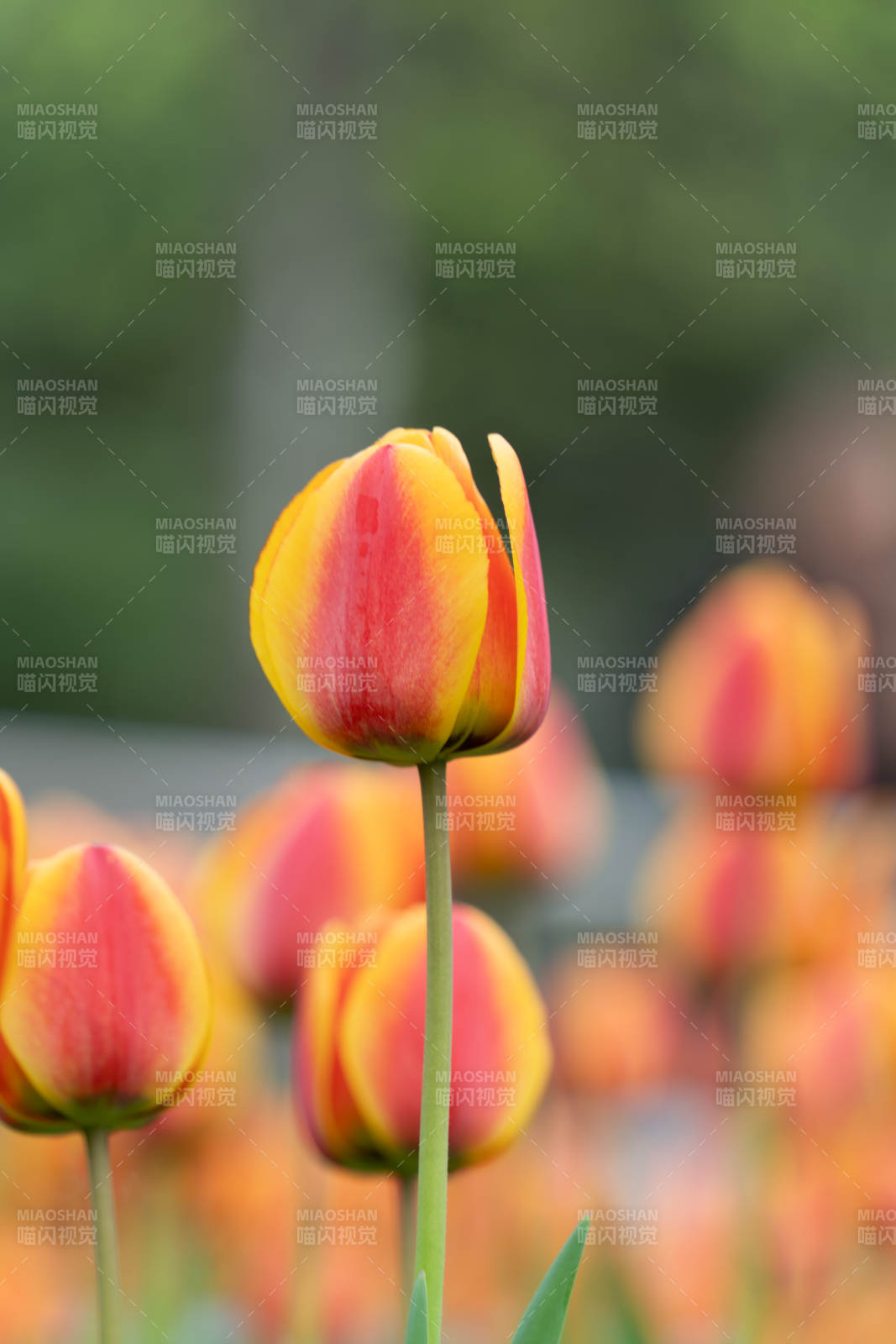 郁金香绽放图片