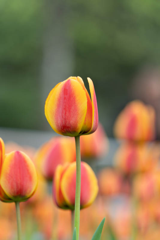 郁金香绽放图片