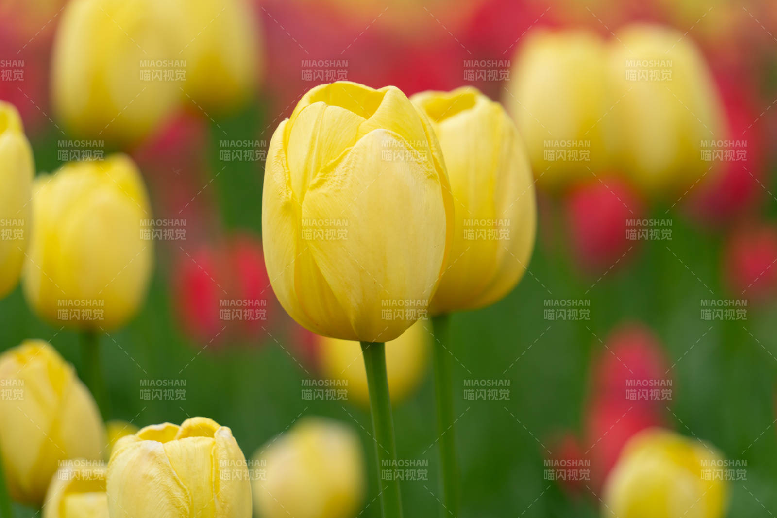 黄郁金香绽放图片