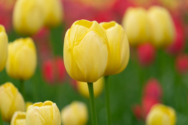 黄郁金香绽放图片