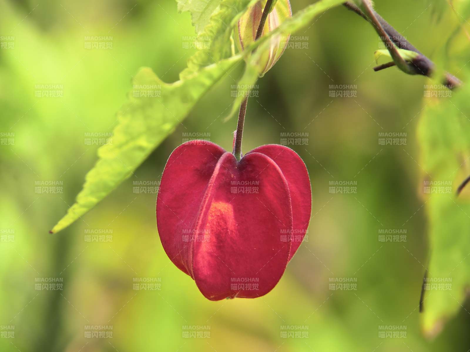 红花垂挂绿叶间图片
