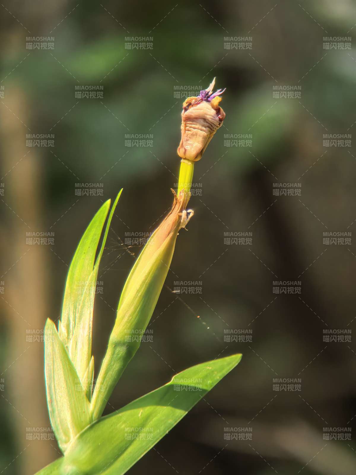 花苞初绽 绿叶相伴图片