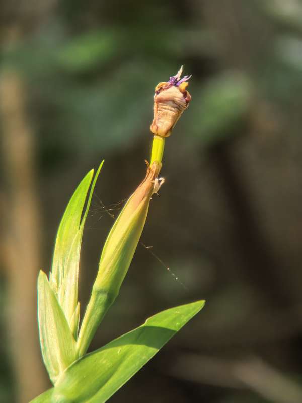 花苞初绽 绿叶相伴图片
