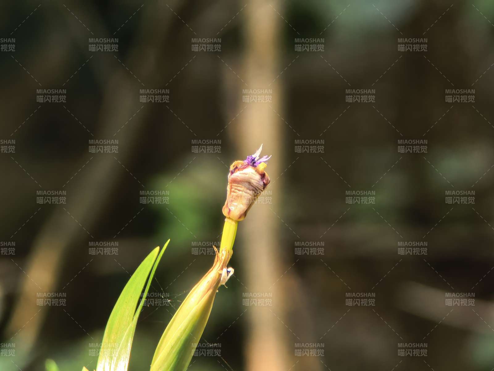 花苞初绽 静待绽放图片