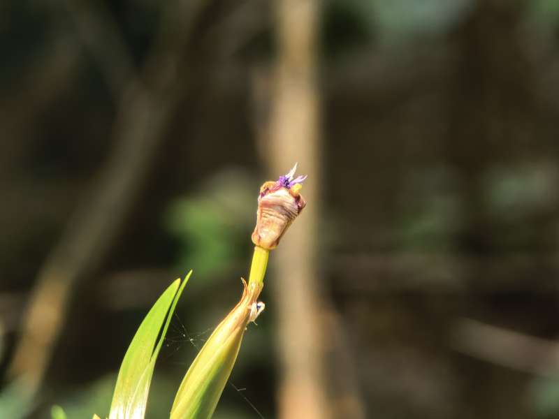 花苞初绽 静待绽放图片
