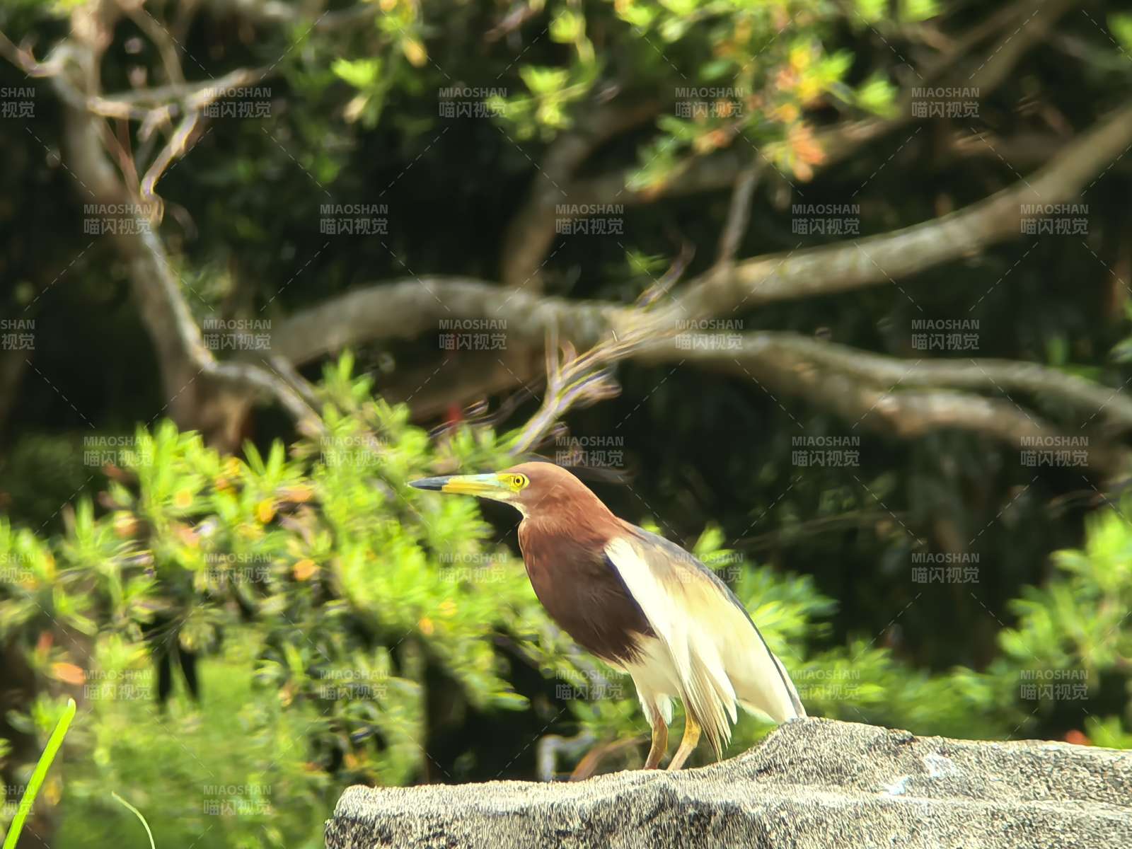 池鹭栖息石上图片