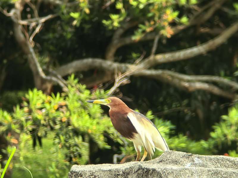池鹭栖息石上图片