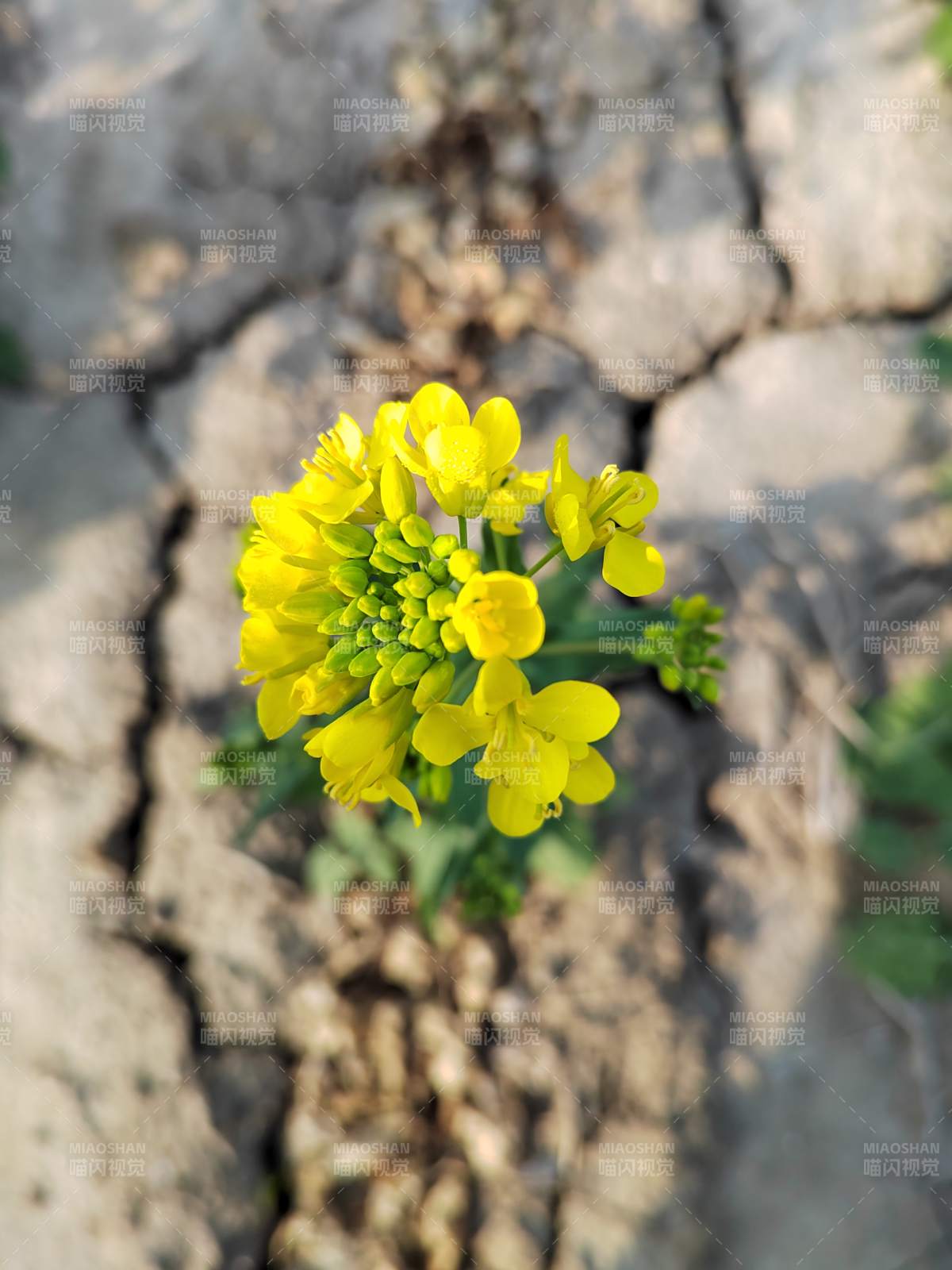 黄花绽裂土图片