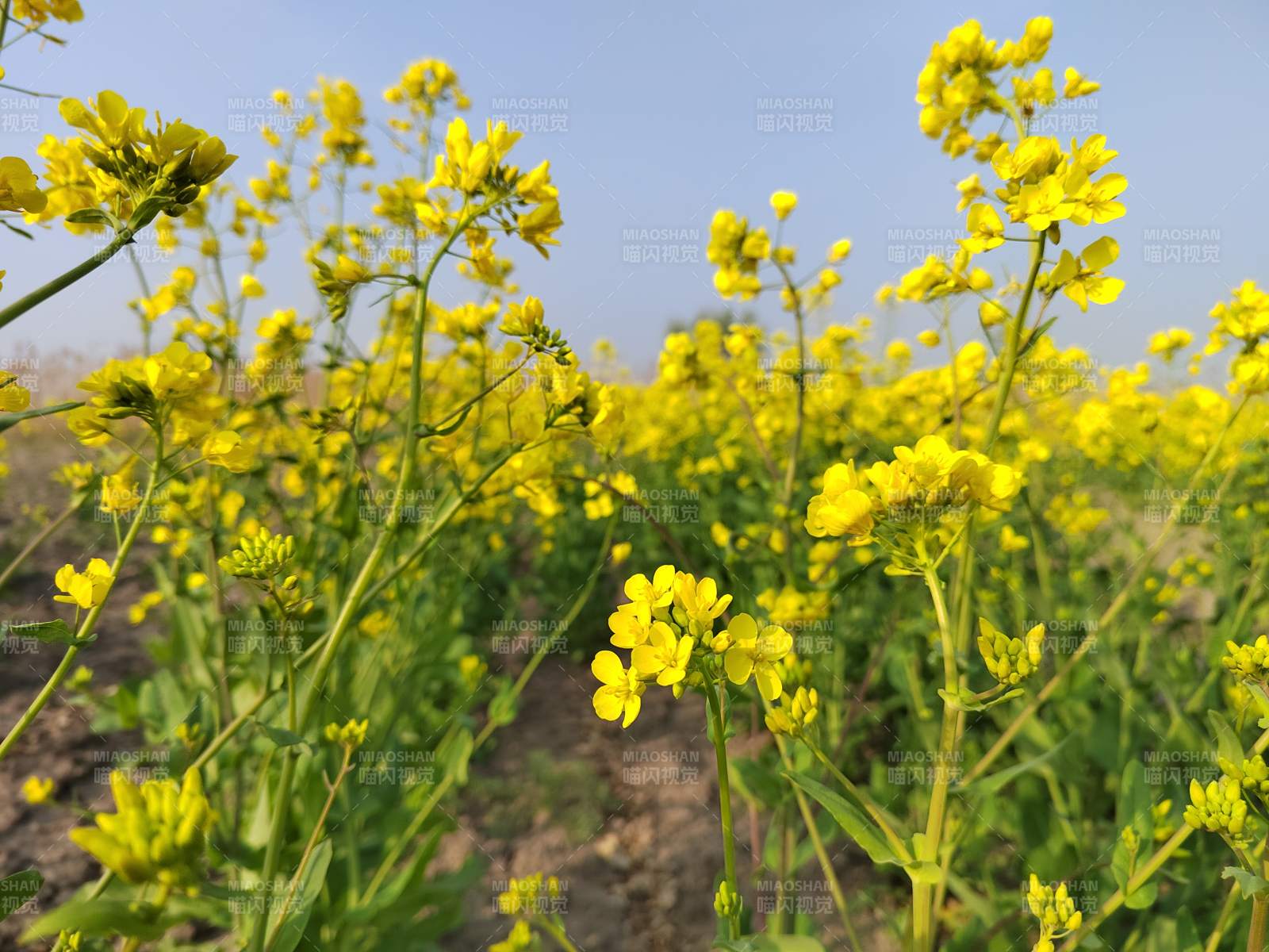 油菜花田绽放图片