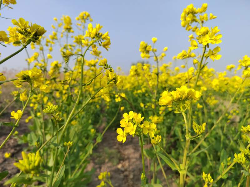 油菜花田绽放图片