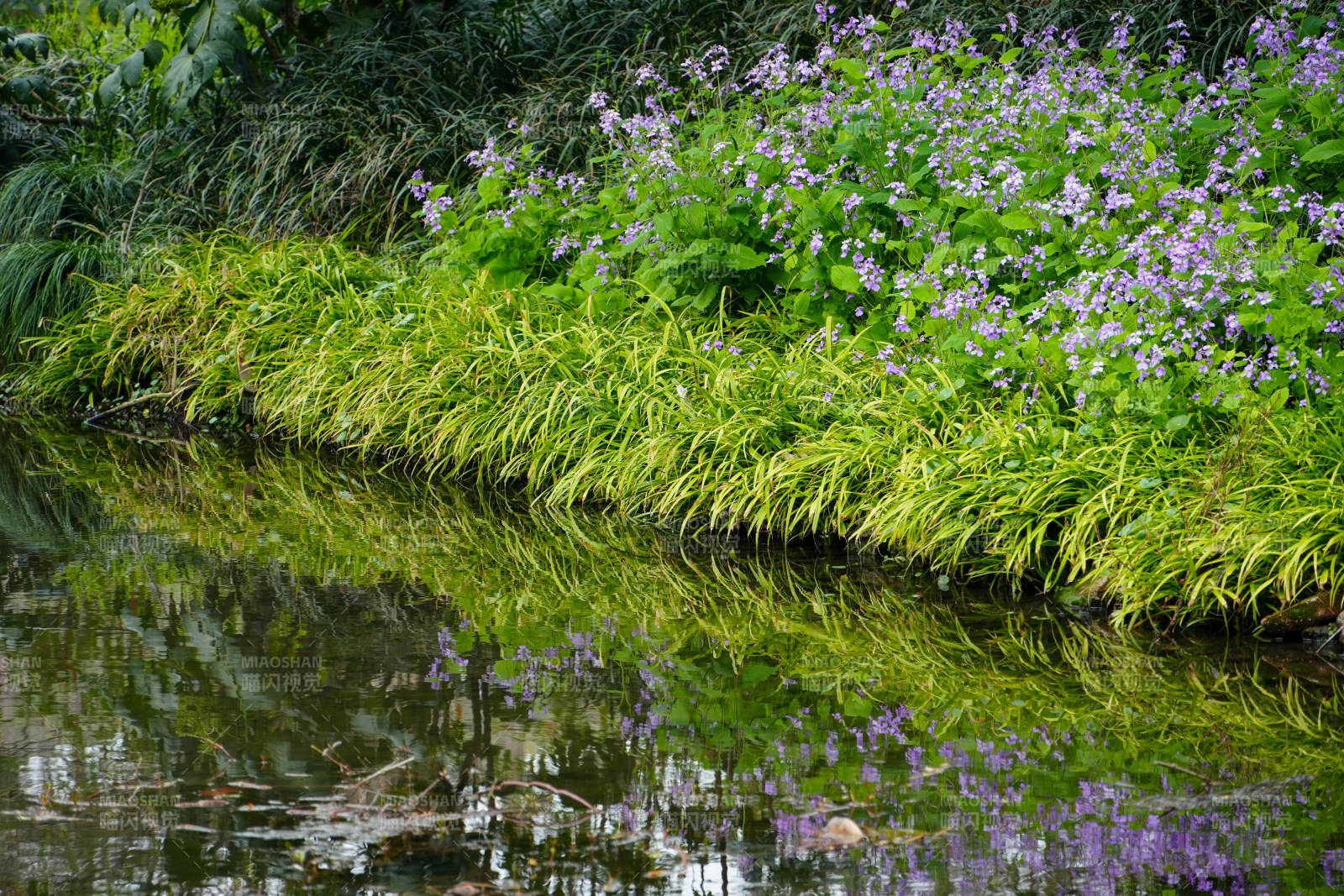 湖畔花影图片