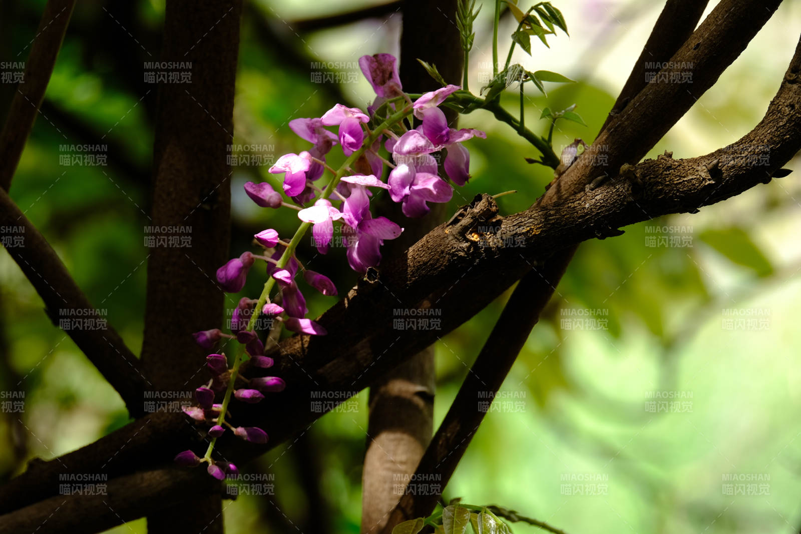 紫藤花枝绽放图片