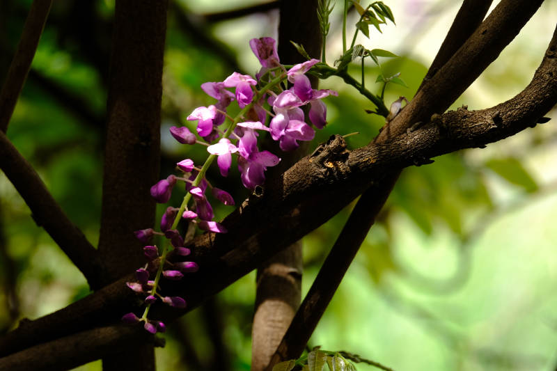 紫藤花枝绽放图片