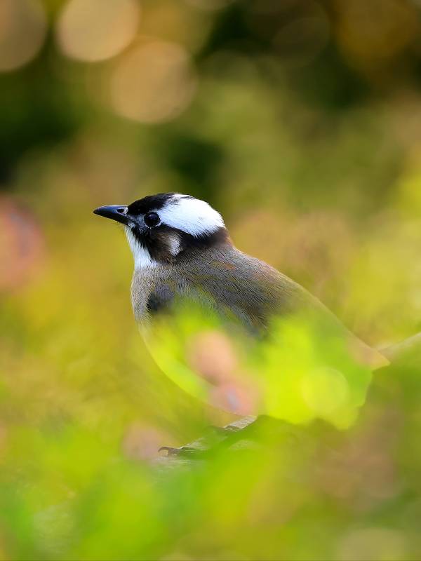 白顶小鸟栖绿丛图片