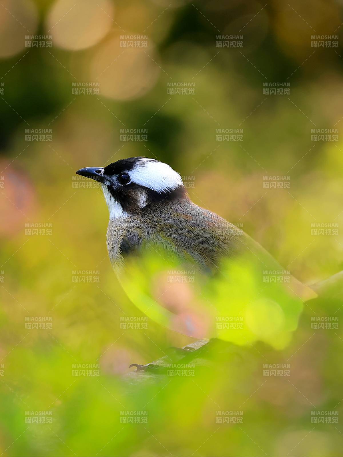 白顶小鸟栖绿丛图片