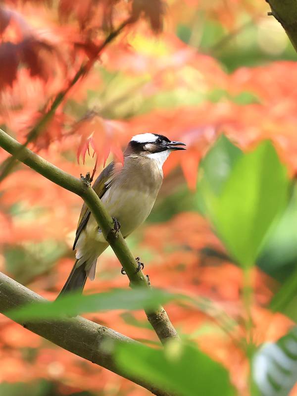 白头鹎栖枝头图片
