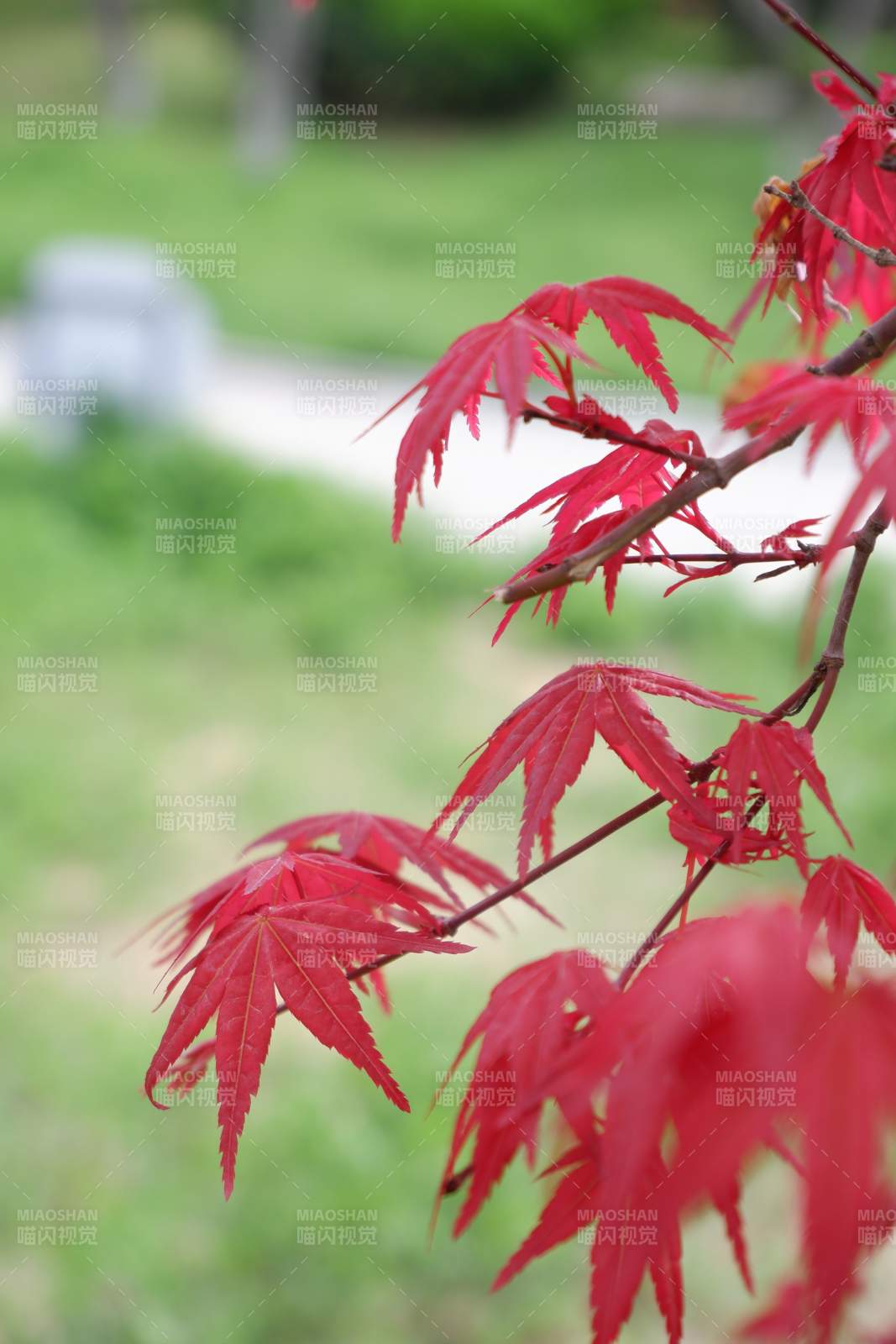 红枫叶枝头绽放图片