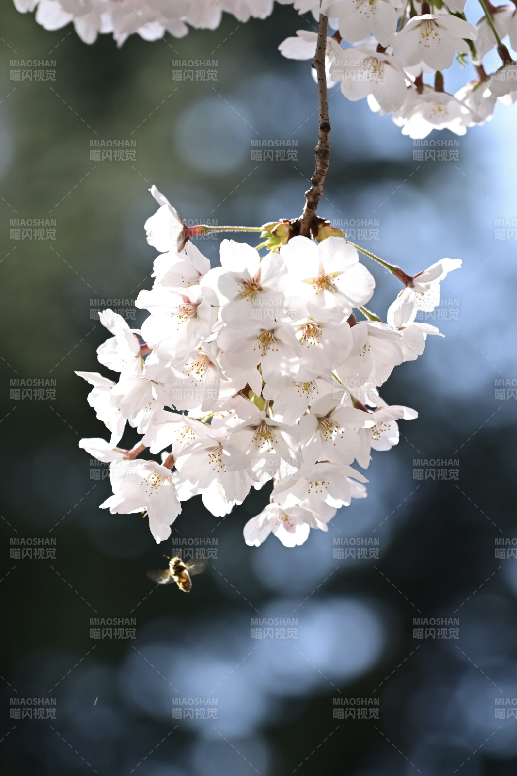 樱花纷飞 蜂舞其间图片