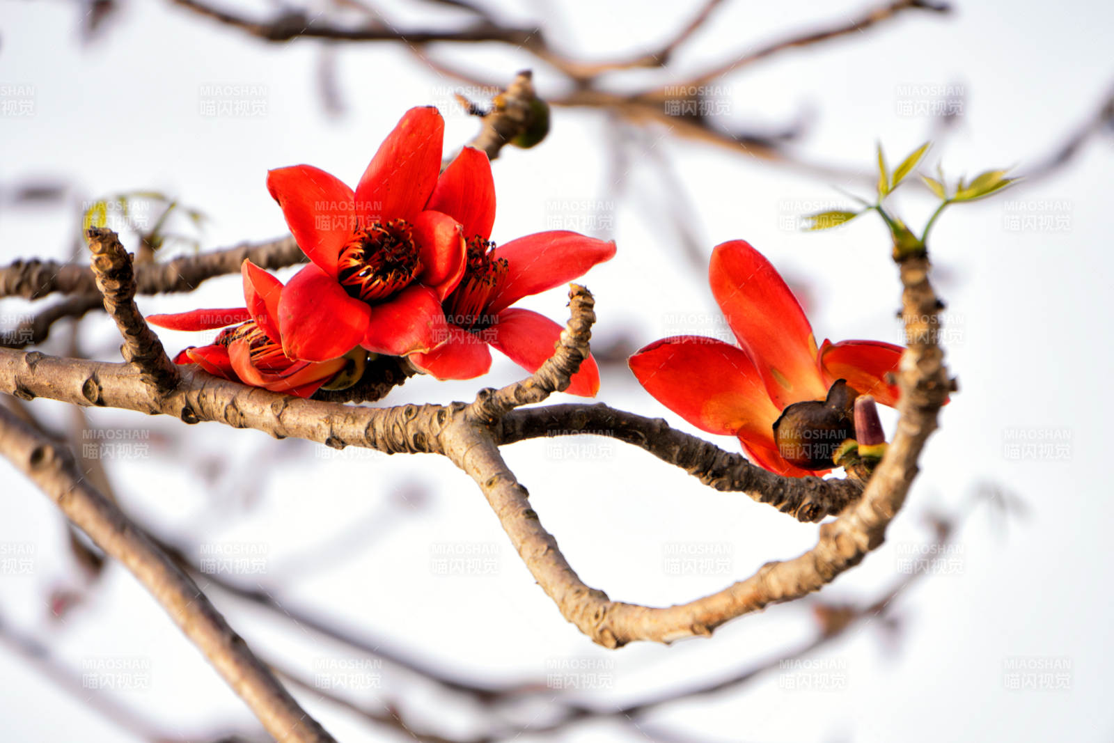 红花绽放枝头图片