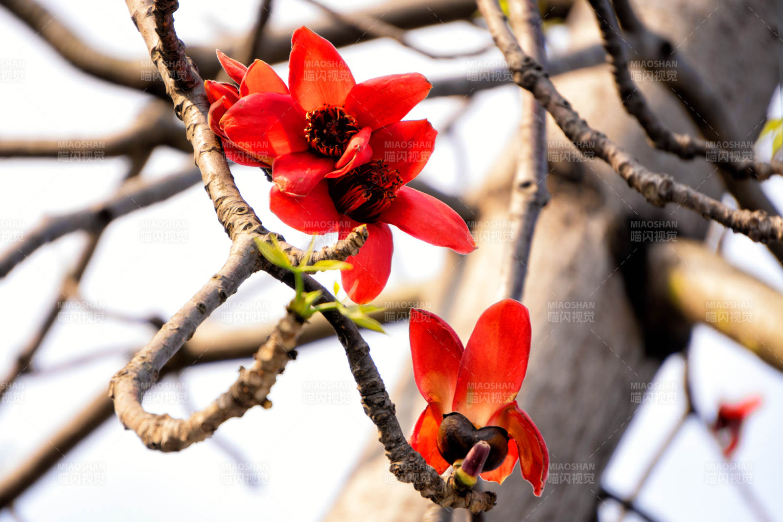 红花绽放枝头图片