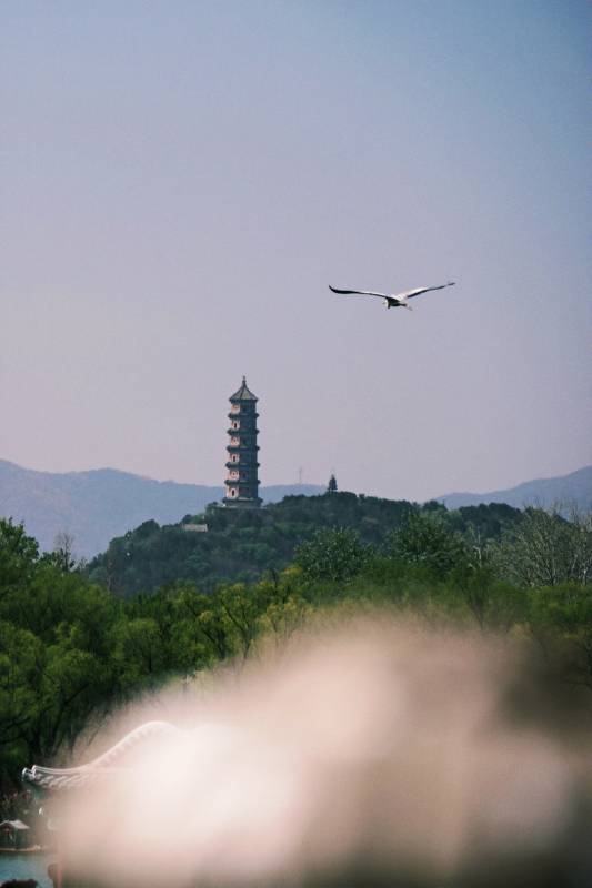 塔影飞鸟山色图片