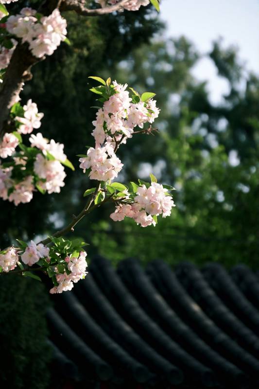 樱花绽放枝头图片