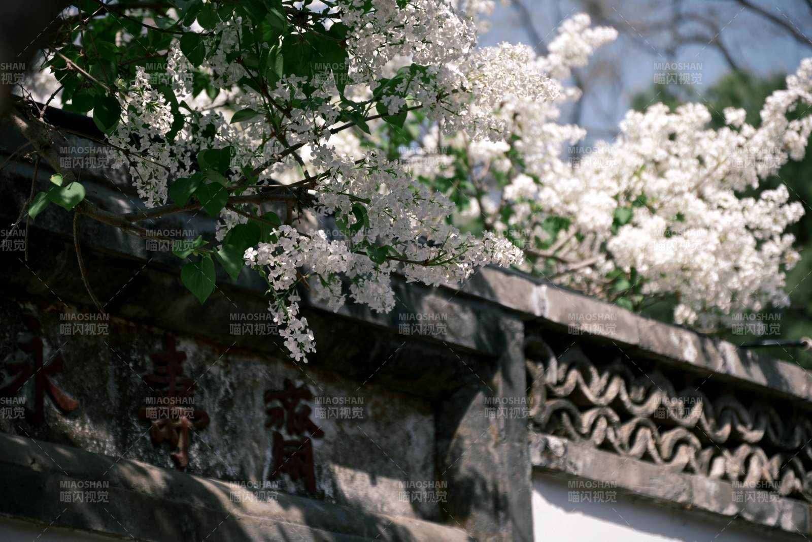 花开古墙前图片