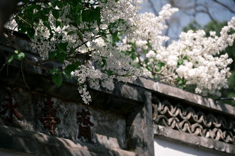 花开古墙前图片