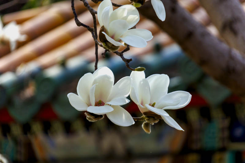 玉兰花开 春意盎然图片