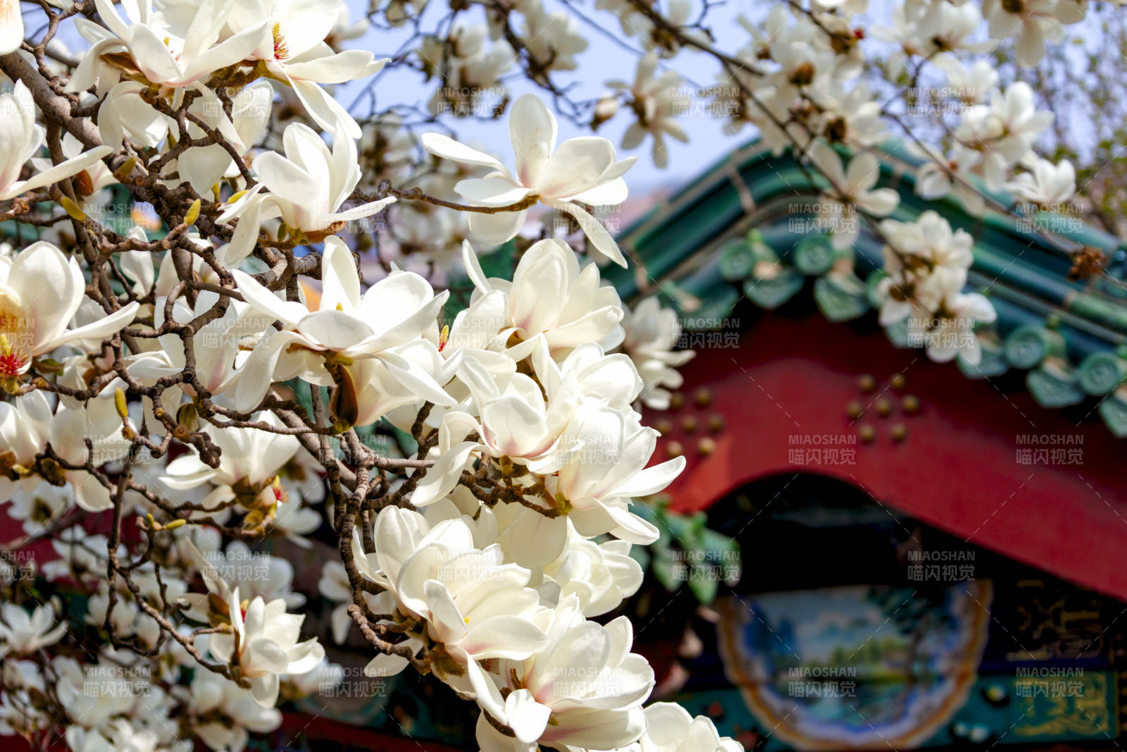 玉兰花开映古亭图片