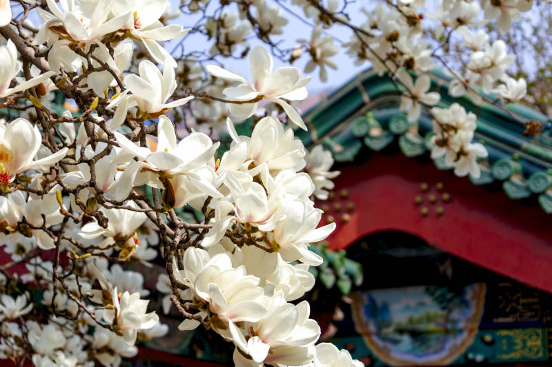 玉兰花开映古亭图片