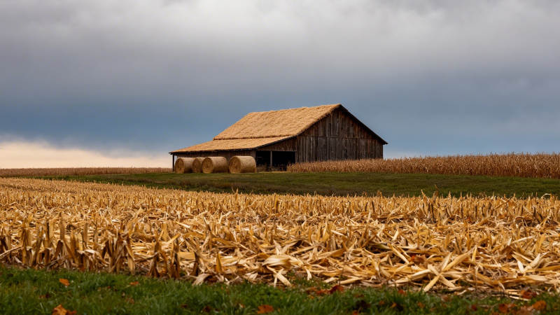 秋收后的农舍图片