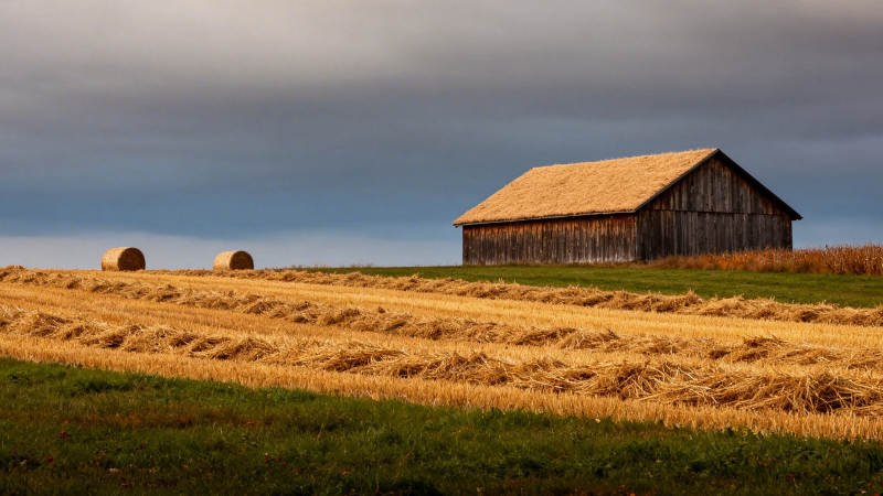 麦田旁的木屋图片