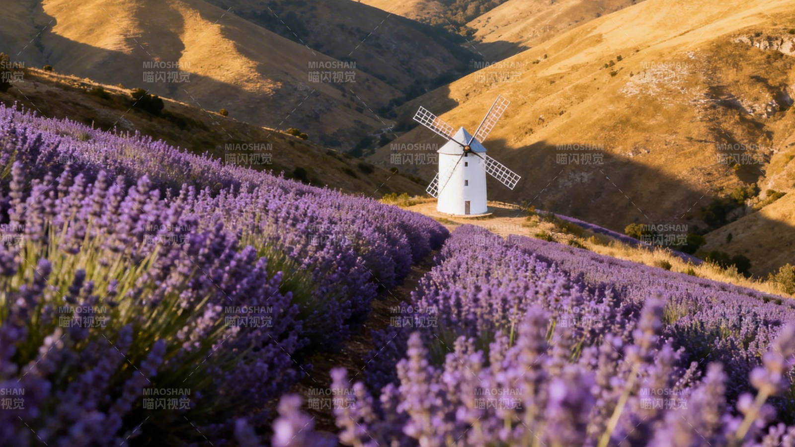 薰衣草田与风车图片